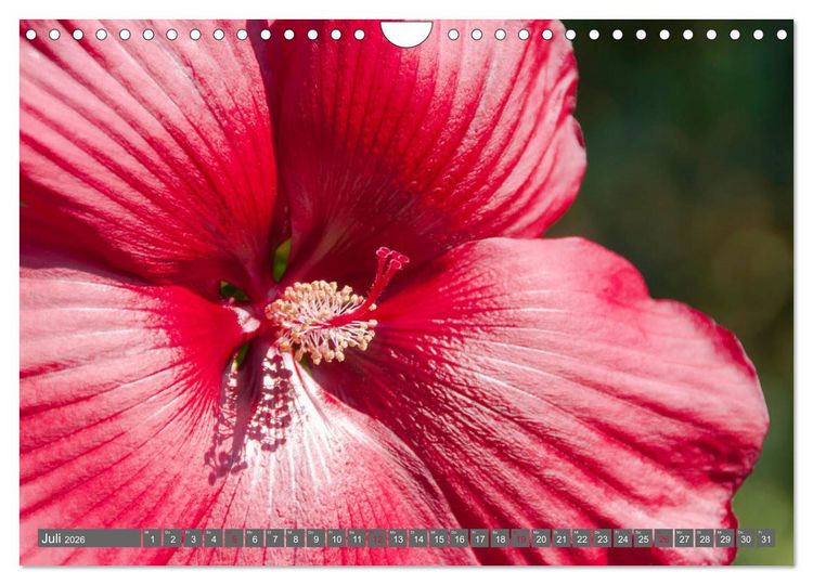 Produktbild: Blumenpracht der Welt (Wandkalender 2026 DIN A4 quer), CALVENDO Monatskalender