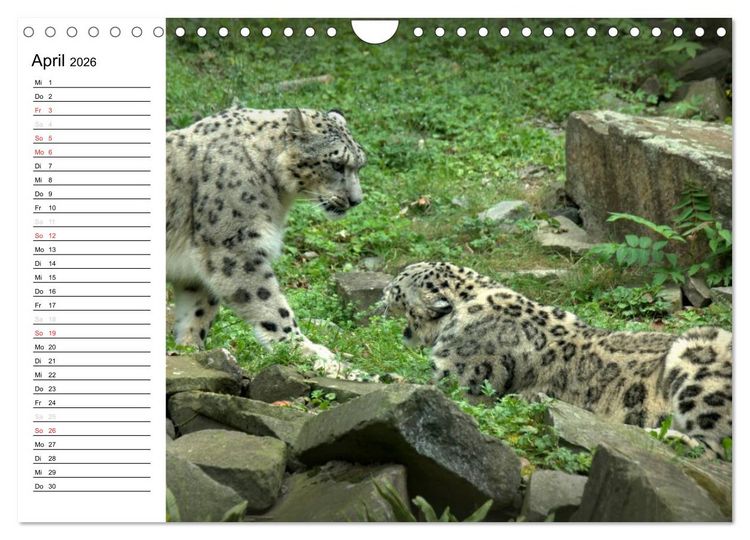 Produktbild: Der Schneeleopard (Wandkalender 2026 DIN A4 quer), CALVENDO Monatskalender
