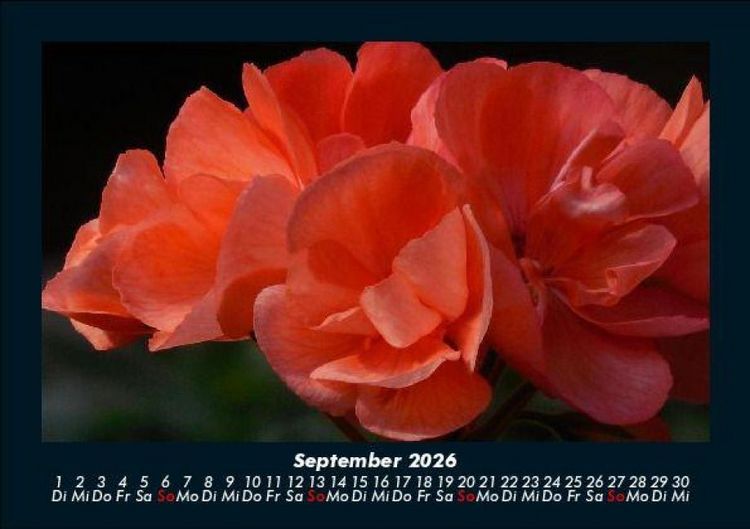 Produktbild: Blumenzauber 2026 Fotokalender DIN A5