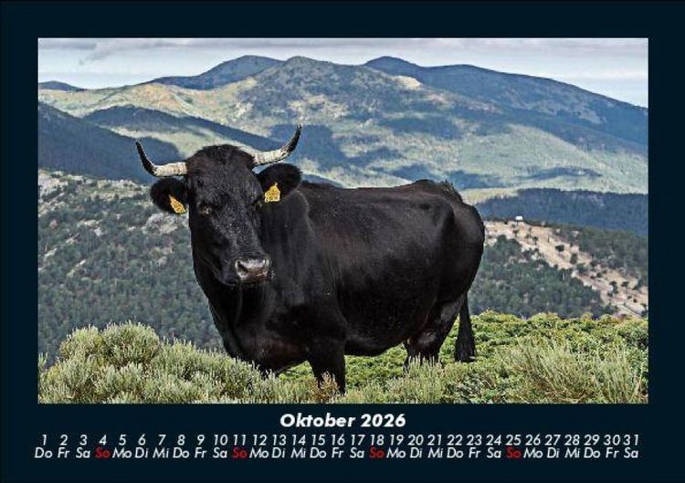 Produktbild: Kuhkalender 2026 Fotokalender DIN A5