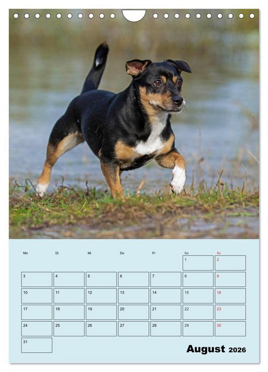 Produktbild: Familienplaner Jack und Parson Russell Terrier (Wandkalender 2026 DIN A4 hoch), CALVENDO Monatskalender