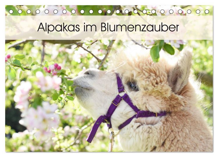 Produktbild: Alpakas im Blumenzauber (Tischkalender 2026 DIN A5 quer), CALVENDO Monatskalender