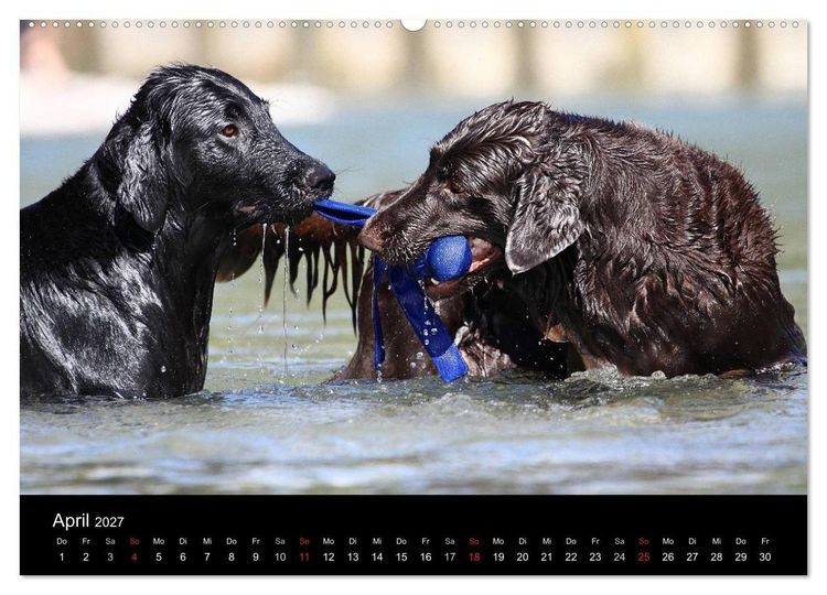 Produktbild: Flatcoated Retriever (hochwertiger Premium Wandkalender 2027 DIN A2 quer), Kunstdruck in Hochglanz