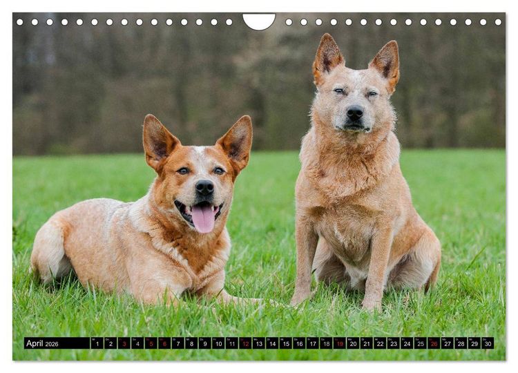Produktbild: Power auf 4 Pfoten. Australian Cattle Dog (Wandkalender 2026 DIN A4 quer), CALVENDO Monatskalender