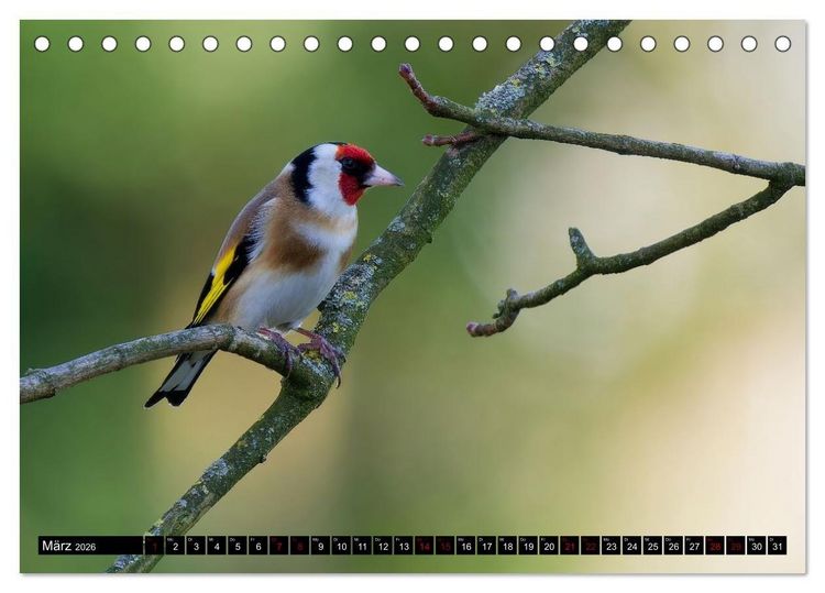 Produktbild: Wildtiere des Paderborner Landes (Tischkalender 2026 DIN A5 quer), CALVENDO Monatskalender