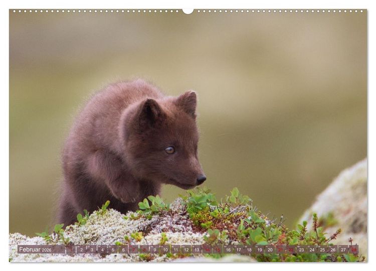 Produktbild: Polarfuchs-Welpen (hochwertiger Premium Wandkalender 2026 DIN A2 quer), Kunstdruck in Hochglanz