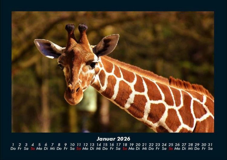 Produktbild: Giraffen 2026 Fotokalender DIN A4