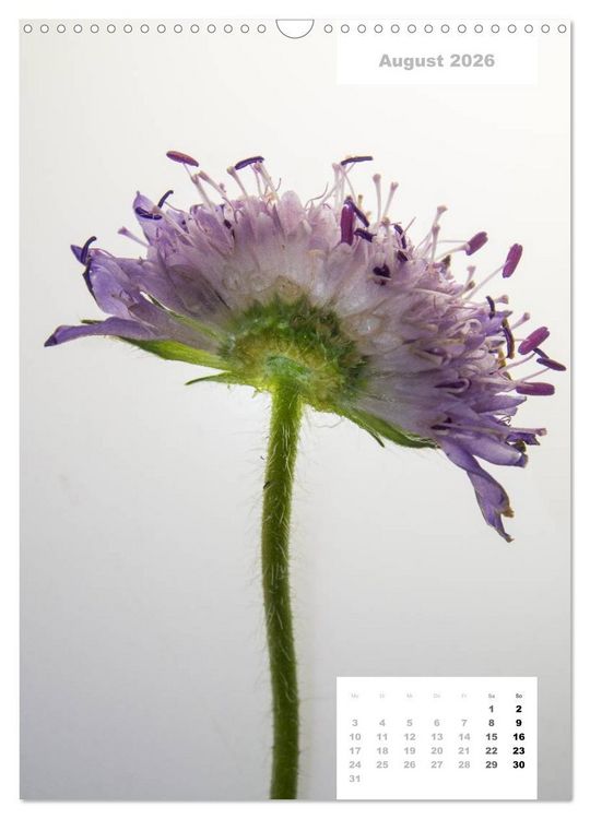 Produktbild: Schnittblumen 2026 (Wandkalender 2026 DIN A3 hoch), CALVENDO Monatskalender
