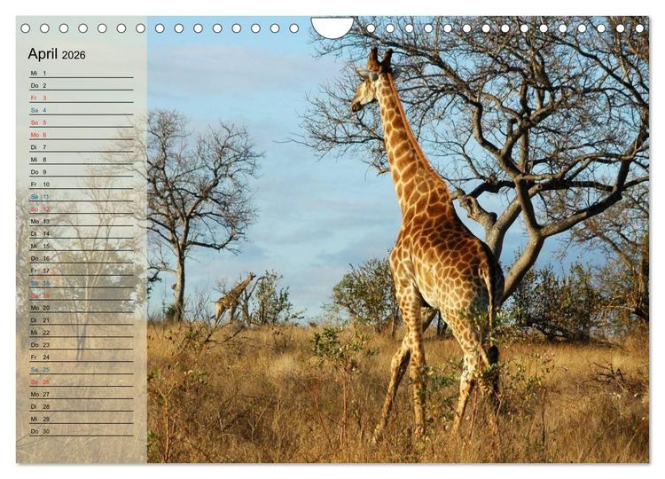 Produktbild: S&uuml;d Afrika - vom Kr&uuml;ger Nationalpark bis nach Kapstadt (Wandkalender 2026 DIN A4 quer), CALVENDO Monatskalender