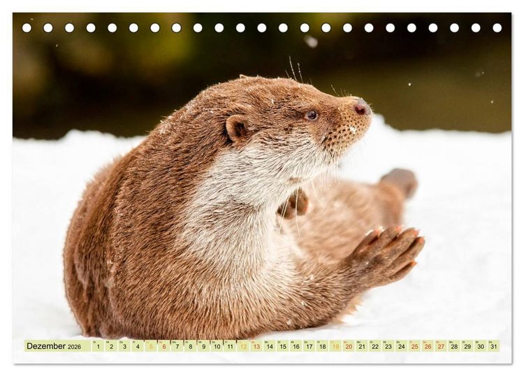 Produktbild: Fischotter - putzige Kerlchen und elegante Schwimmer (Tischkalender 2026 DIN A5 quer), CALVENDO Monatskalender