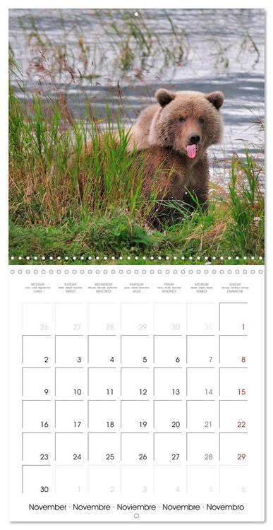 Produktbild: Wildlife in Alaska (Wall Calendar 2026 12 &times; 12 Inch) CALVENDO 12 Month Wall Calendar