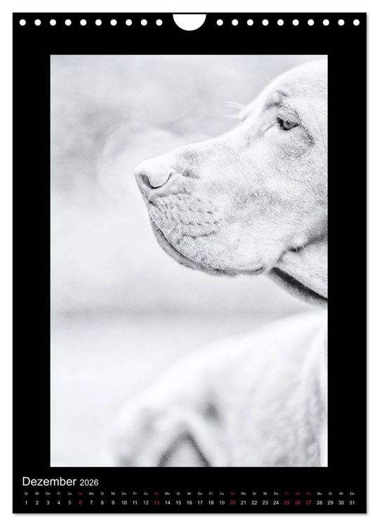 Produktbild: Vizsla-Liebe (Wandkalender 2026 DIN A4 hoch), CALVENDO Monatskalender
