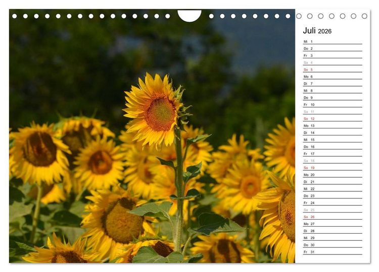 Produktbild: Ein Jahr lang Sonnenblumen (Wandkalender 2026 DIN A4 quer), CALVENDO Monatskalender