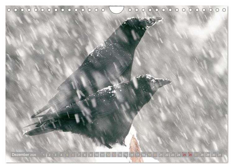 Produktbild: Rabenv&ouml;gel: Schwarz, schlau, sch&ouml;n (Wandkalender 2026 DIN A4 quer), CALVENDO Monatskalender