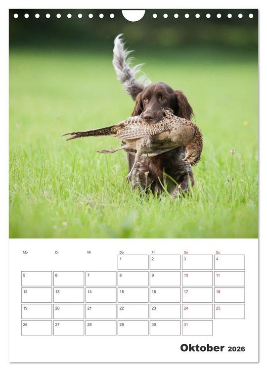 Produktbild: Geboren um zu Jagen. Der kleine M&uuml;nsterl&auml;nder (Wandkalender 2026 DIN A4 hoch), CALVENDO Monatskalender