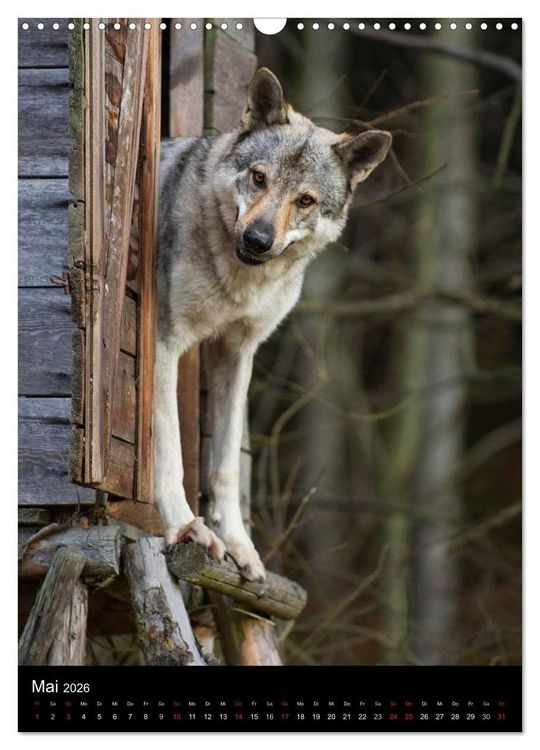 Produktbild: Faszination Wolfhund (Wandkalender 2026 DIN A3 hoch), CALVENDO Monatskalender