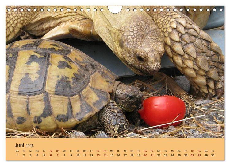 Produktbild: Landschildkr&ouml;ten (Wandkalender 2026 DIN A4 quer), CALVENDO Monatskalender