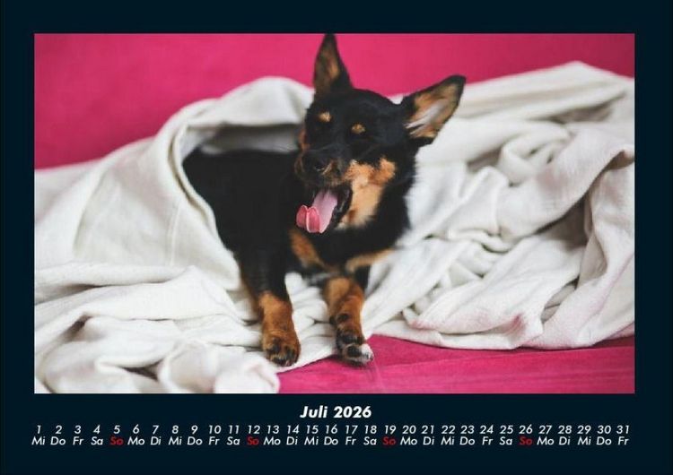 Produktbild: Tierkalender 2026 Fotokalender DIN A4