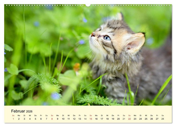 Produktbild: Putzige Katzenkinder. Drollige K&auml;tzchen entdecken die Welt! (Wandkalender 2026 DIN A2 quer), CALVENDO Monatskalender