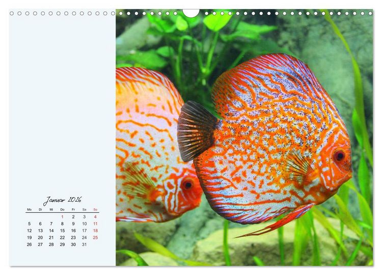 Produktbild: Diskusfische. Die bezaubernden Lieblinge vieler Aquarianer (Wandkalender 2026 DIN A3 quer), CALVENDO Monatskalender