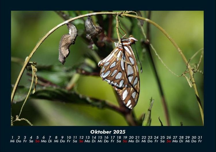 Produktbild: Bunte Pracht der Schmetterlinge 2025 Fotokalender DIN A4