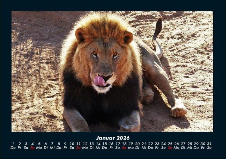 Produktbild: L&ouml;wen in der Wildnis 2026 Fotokalender DIN A4