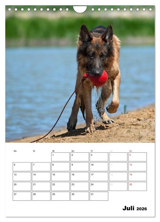 Produktbild: Deutsche Sch&auml;ferhunde - Seelentr&ouml;ster auf vier Pfoten (Wandkalender 2026 DIN A4 hoch), CALVENDO Monatskalender