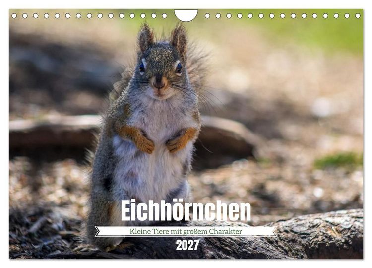 Produktbild: Eichh&ouml;rnchen - Kleine Tiere mit gro&szlig;em Charakter (Wandkalender 2027 DIN A4 quer), CALVENDO Monatskalender