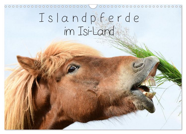 Produktbild: Islandpferde im Isi-Land (Wandkalender 2026 DIN A3 quer), CALVENDO Monatskalender
