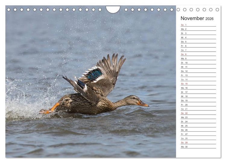 Produktbild: Emotionale Momente: Die Stockente. (Wandkalender 2026 DIN A4 quer), CALVENDO Monatskalender