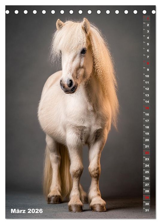 Produktbild: Das Leben ist ein Ponyhof - Zwergponys im Studiolicht (Tischkalender 2026 DIN A5 hoch), CALVENDO Monatskalender