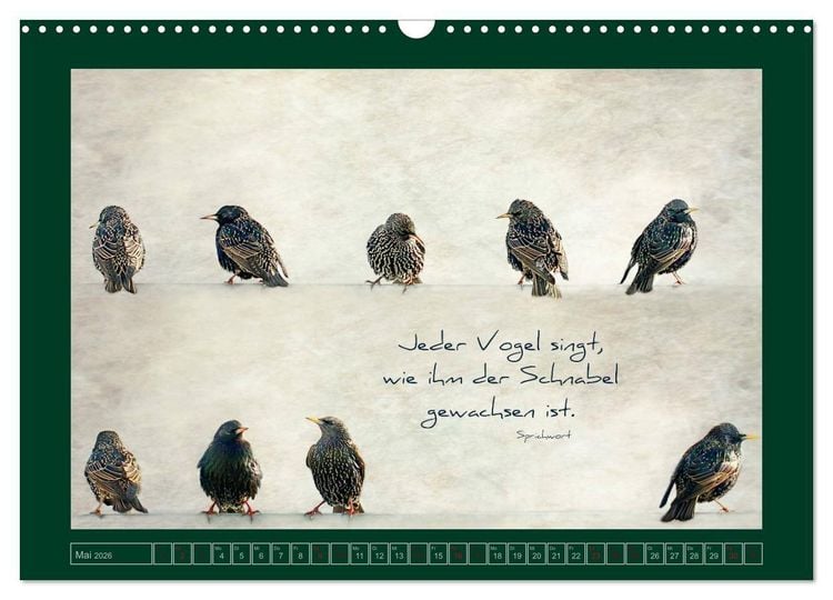 Produktbild: Stare und Weisheiten (Wandkalender 2026 DIN A3 quer), CALVENDO Monatskalender