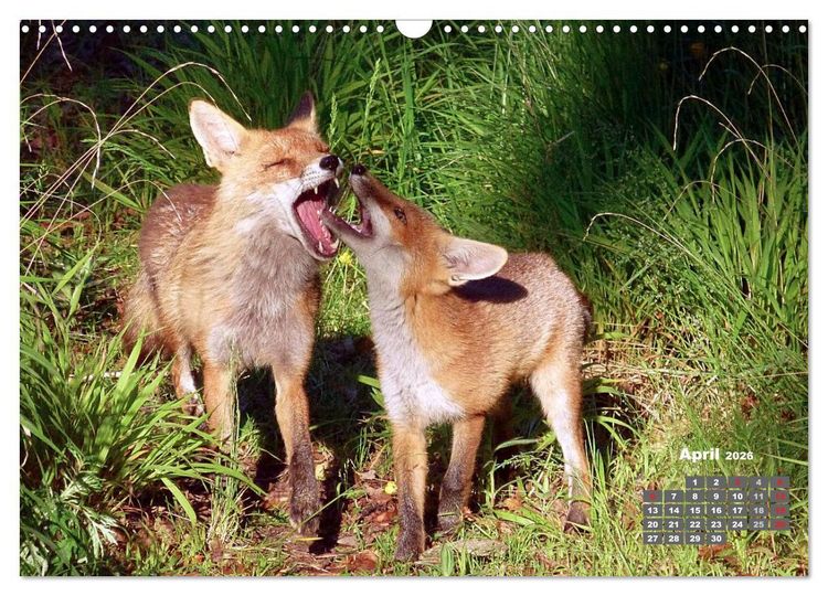 Produktbild: Familie Fuchs hautnah in Berlin (Wandkalender 2026 DIN A3 quer), CALVENDO Monatskalender