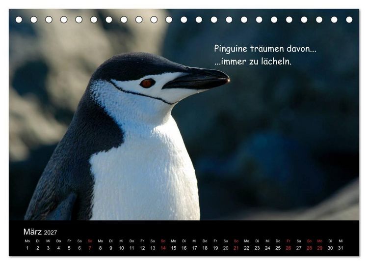 Produktbild: Wovon Pinguine tr&auml;umen (Tischkalender 2027 DIN A5 quer), CALVENDO Monatskalender