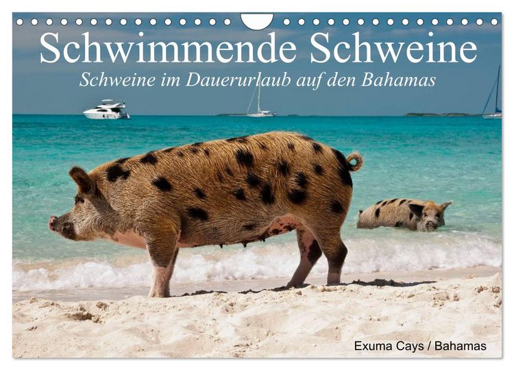 Produktbild: Schwimmende Schweine (Wandkalender 2026 DIN A4 quer), CALVENDO Monatskalender
