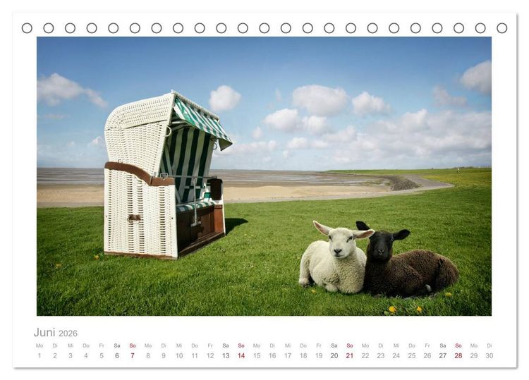 Produktbild: Nordsee Schafe (Tischkalender 2026 DIN A5 quer), CALVENDO Monatskalender