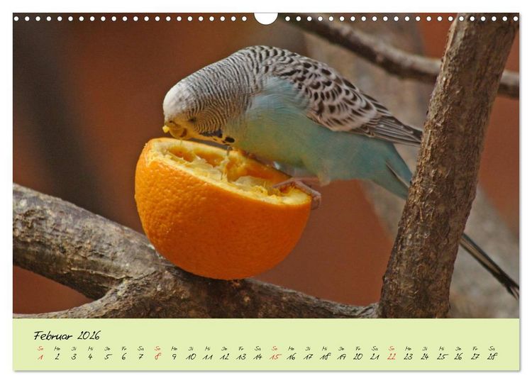 Produktbild: Wellensittiche - Gefiederte Freunde (Wandkalender 2026 DIN A3 quer), CALVENDO Monatskalender