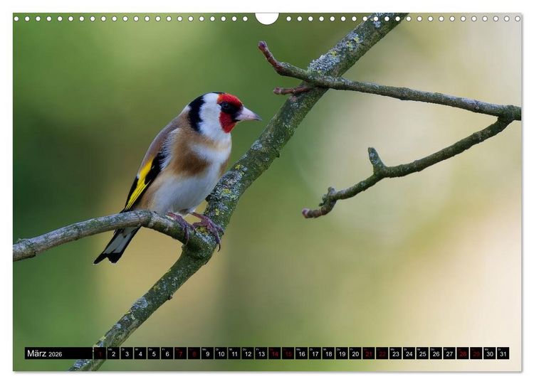 Produktbild: Wildtiere des Paderborner Landes (Wandkalender 2026 DIN A3 quer), CALVENDO Monatskalender