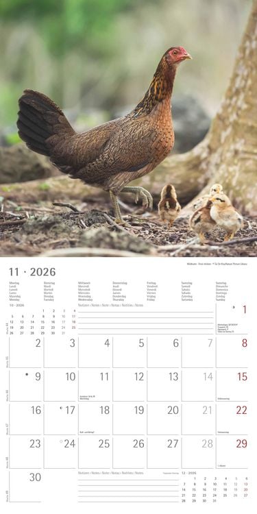 Produktbild: Hühner 2026 - Broschürenkalender 30x30 cm (30x60 geöffnet) - Kalender mit Platz für Notizen - Hühner - Bildkalender - Wandkalender - Hühnerkalender