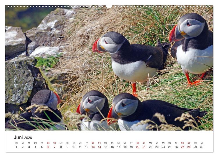 Produktbild: Papageitaucher - Clowns der nordischen Vogelwelt (hochwertiger Premium Wandkalender 2026 DIN A2 quer), Kunstdruck in Hochglanz