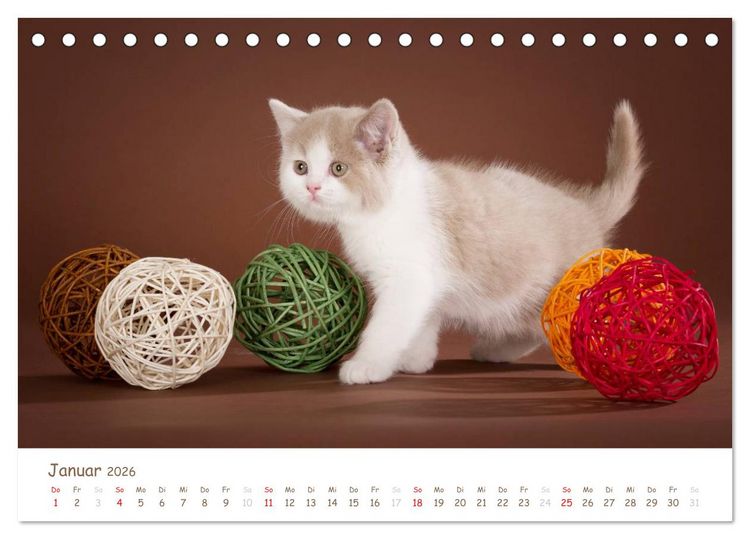 Produktbild: Die Britisch Kurzhaar (Tischkalender 2026 DIN A5 quer), CALVENDO Monatskalender