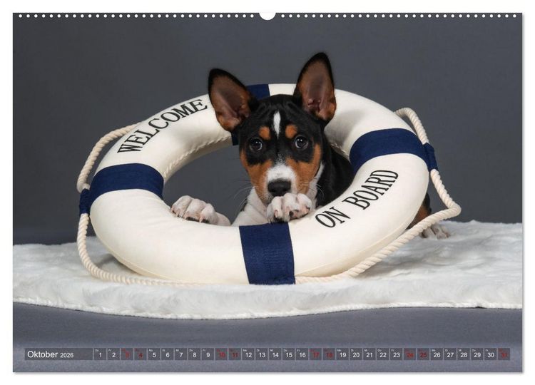 Produktbild: Basenji-Sch&ouml;nheiten (hochwertiger Premium Wandkalender 2026 DIN A2 quer), Kunstdruck in Hochglanz