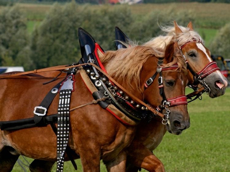 Produktbild: CALVENDO Puzzle Kaltblutgespann | 1000 Teile Lege-Gr&ouml;&szlig;e 64x48cm Foto-Puzzle f&uuml;r gl&uuml;ckliche Stunden