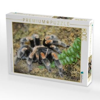 Produktbild: CALVENDO Puzzle Ein Motiv aus dem Kalender Vogelspinnen (Theraphosidae) | 1000 Teile Lege-Gr&ouml;&szlig;e 64x48cm Foto-Puzzle f&uuml;r gl&uuml;ckliche Stunden
