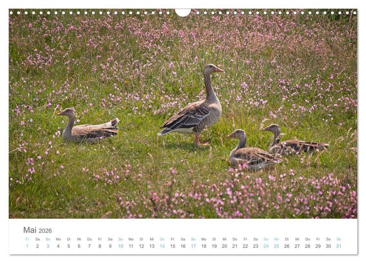 Produktbild: Juist - mein T&ouml;werland (Wandkalender 2026 DIN A3 quer), CALVENDO Monatskalender