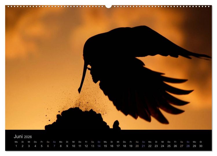 Produktbild: Rabenschwarze Impressionen - meike-ajo-dettlaff.de via wildvogelhlfe.org (hochwertiger Premium Wandkalender 2026 DIN A2 quer), Kunstdruck in Hochglanz
