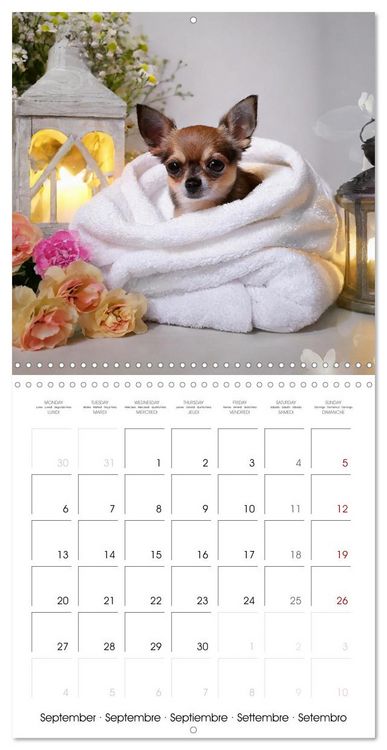 Produktbild: Chilling Chihuahuas (Wall Calendar 2027 12 &times; 12 Inch) CALVENDO 12 Month Wall Calendar