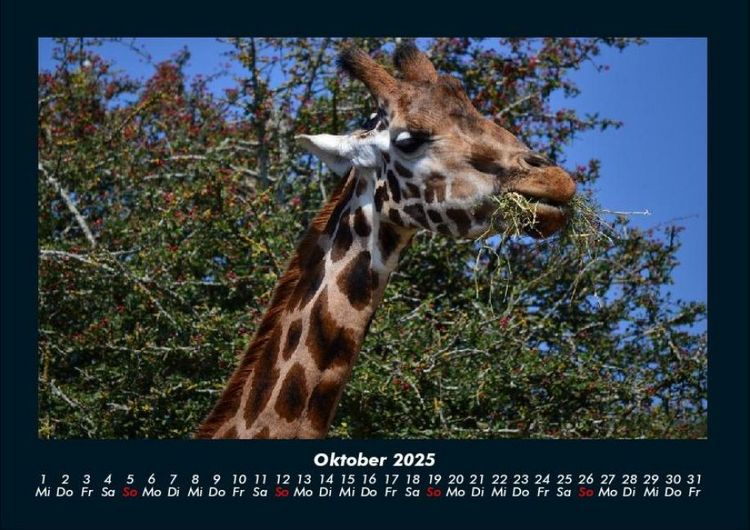 Produktbild: Giraffen 2025 Fotokalender DIN A4