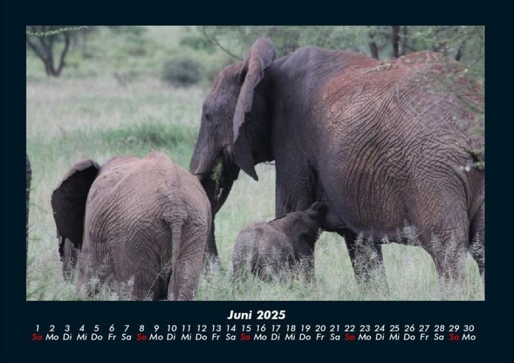 Produktbild: Elefanten 2025 Fotokalender DIN A4