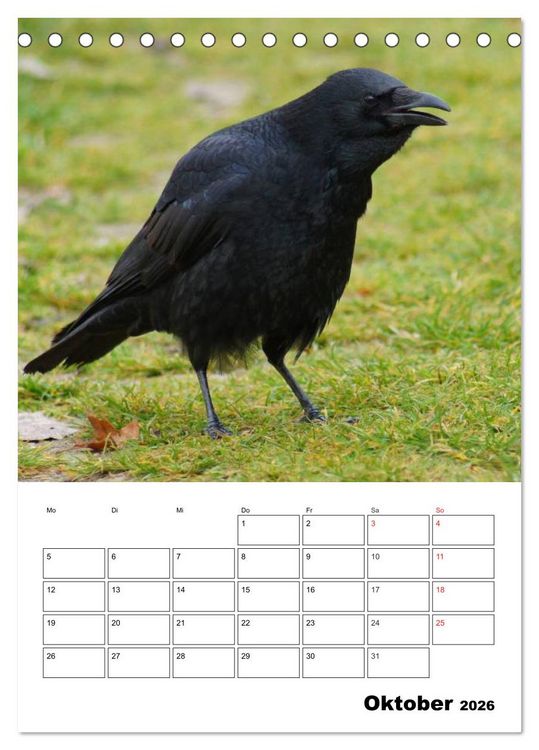 Produktbild: Rabenv&ouml;gel Terminplaner (Tischkalender 2026 DIN A5 hoch), CALVENDO Monatskalender